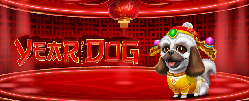 Year of the Dog is a pokie for all dog lovers out there, and even if you aren’t currently a fan of the canines - you certainly will be when this lovable Shih Tzu Pays out!